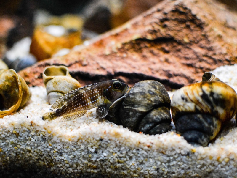 Lamprologus meleagris